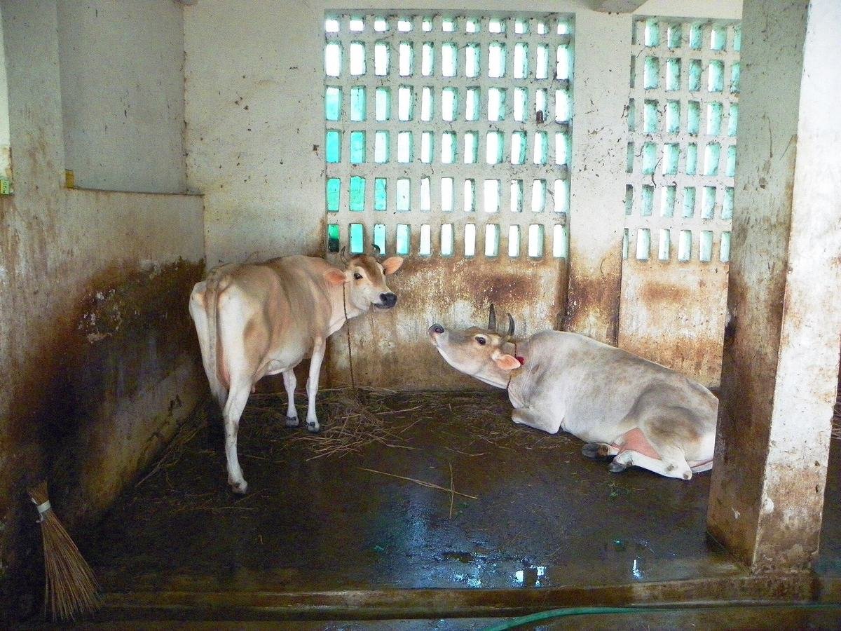 Cows housed in clean stalls while a farm worker tends to them